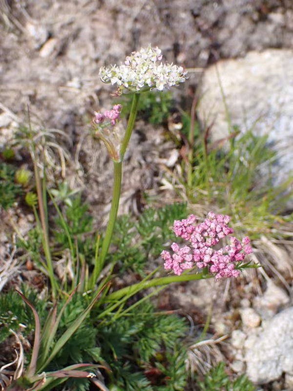 Mountain lovage