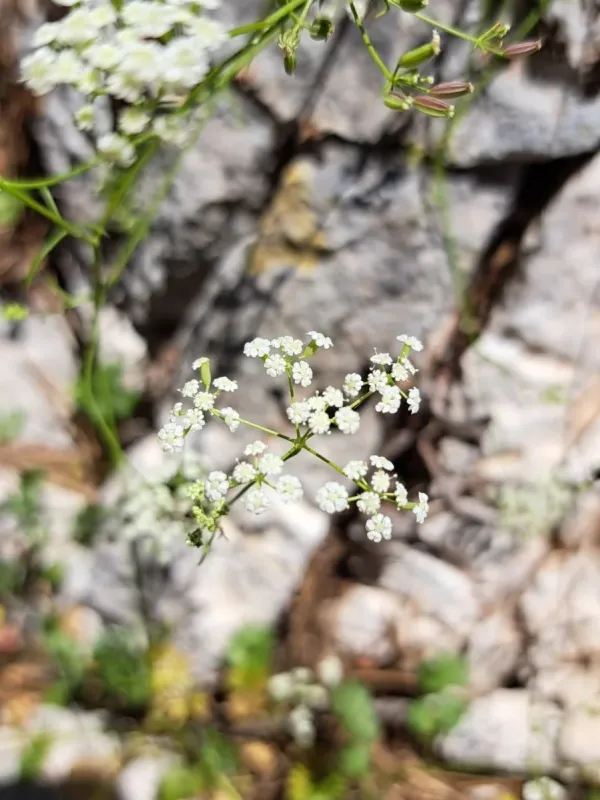 Ptychotis saxifraga