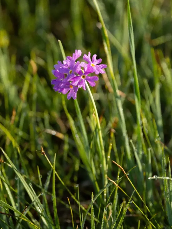 Bird's-eye primrose