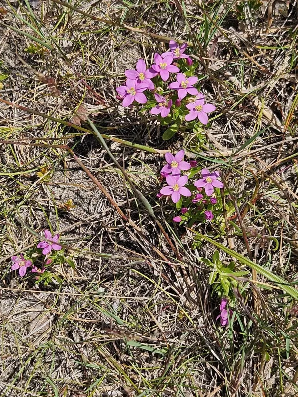 Centaurium littorale