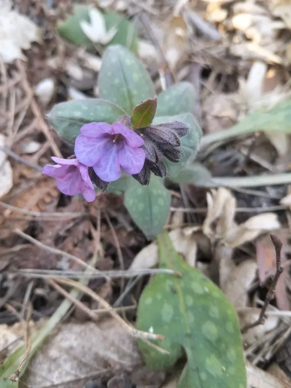 Pulmonaria obscura