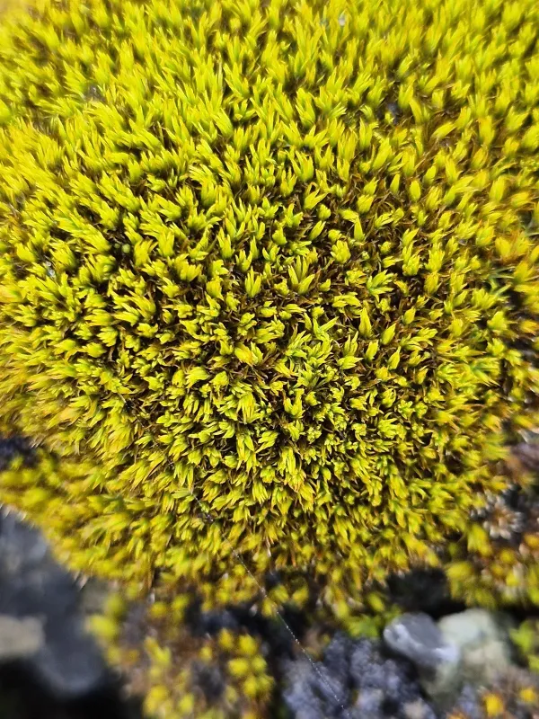 Tortella densa