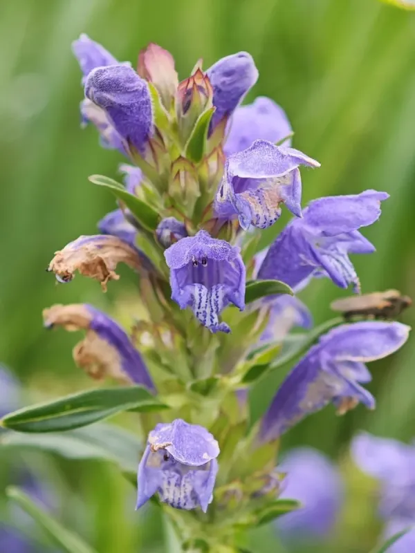 Dracocephalum ruyschiana