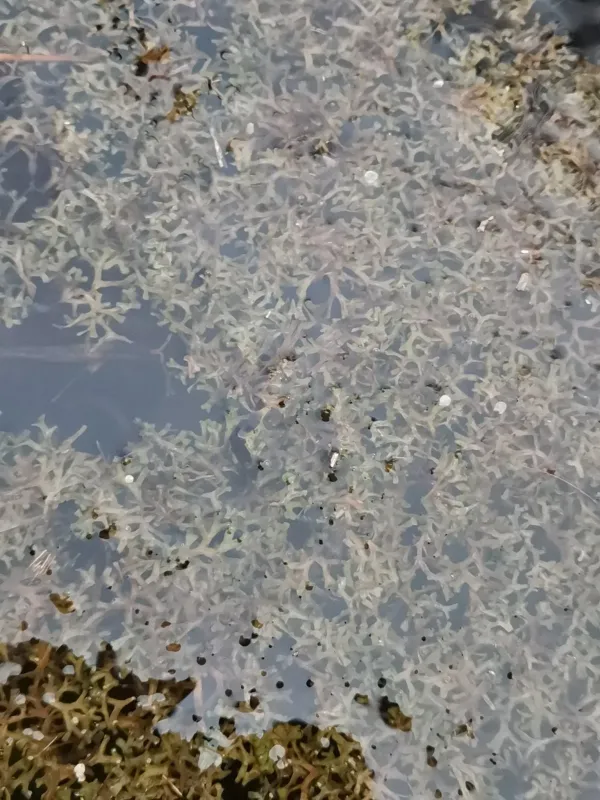 Riccia rhenana