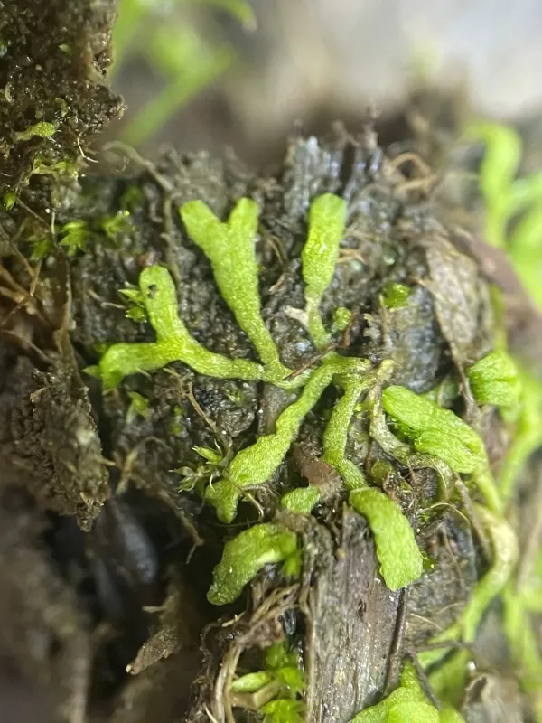 Riccia canaliculata