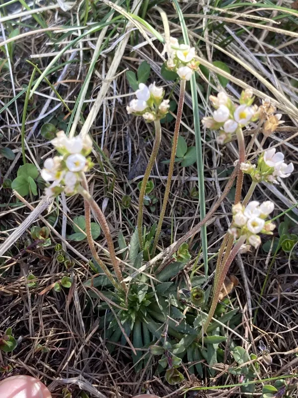 Androsace adfinis
