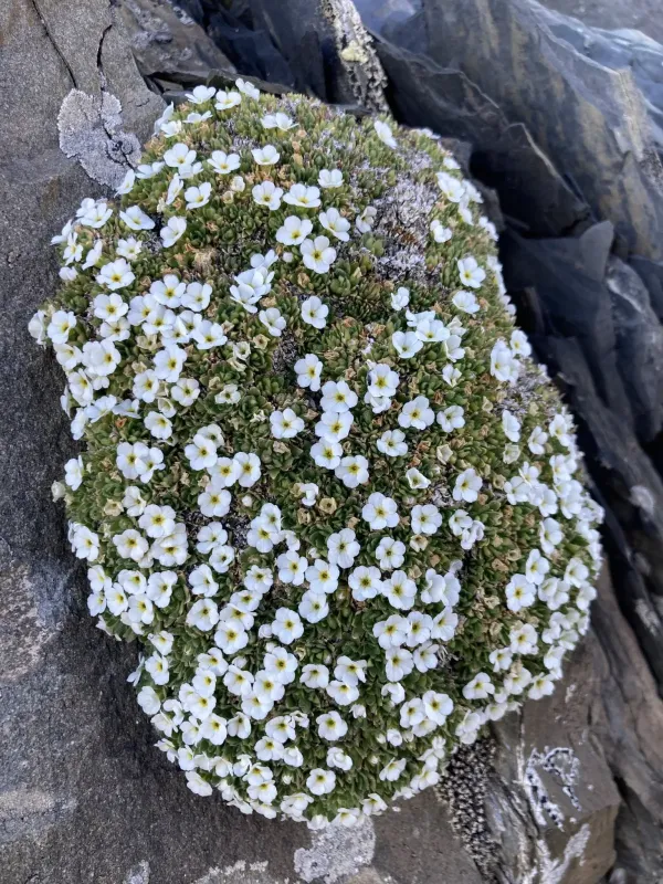 Androsace pubescens