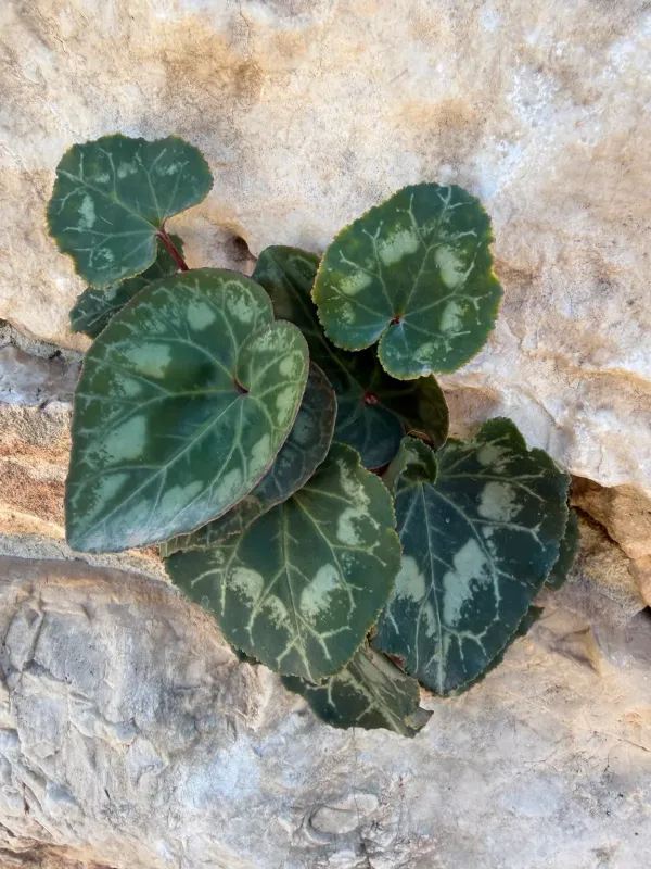 Greek cyclamen