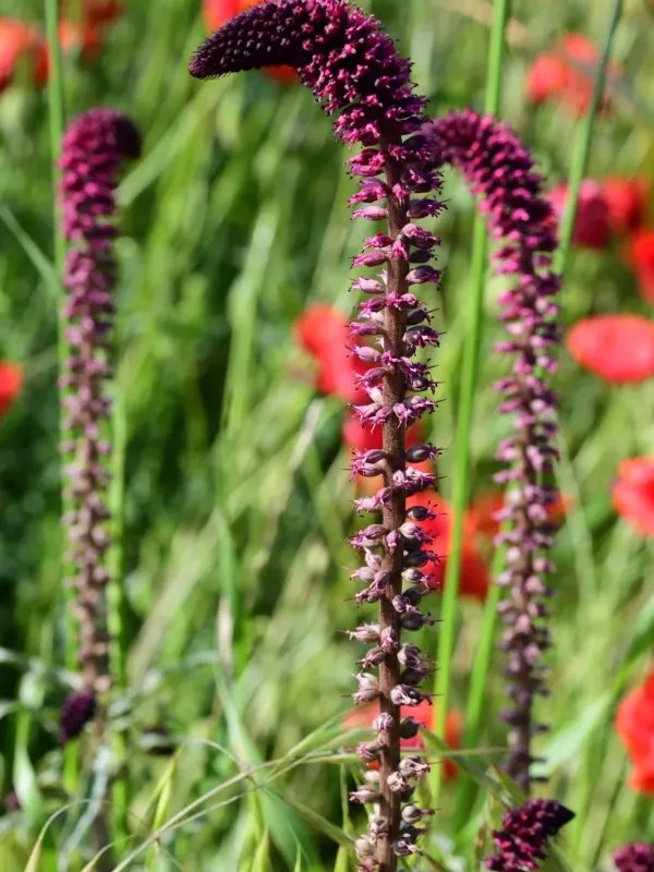Purple loosestrife