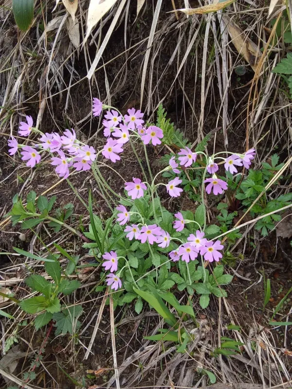 Primula modesta