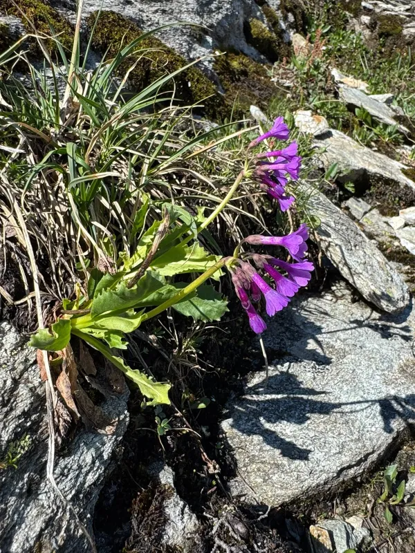 Primula latifolia