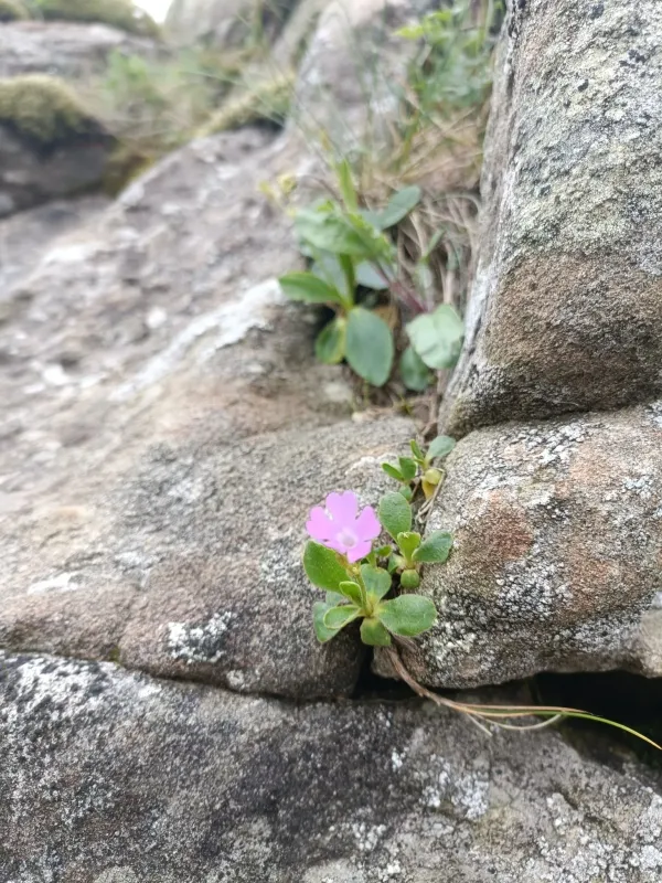 Apennine primrose