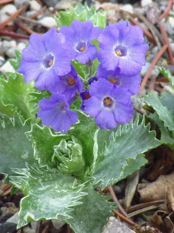 Primula glaucescens