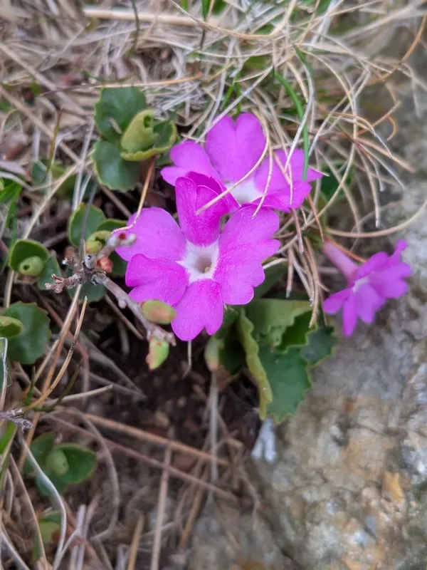 Primula hirsuta