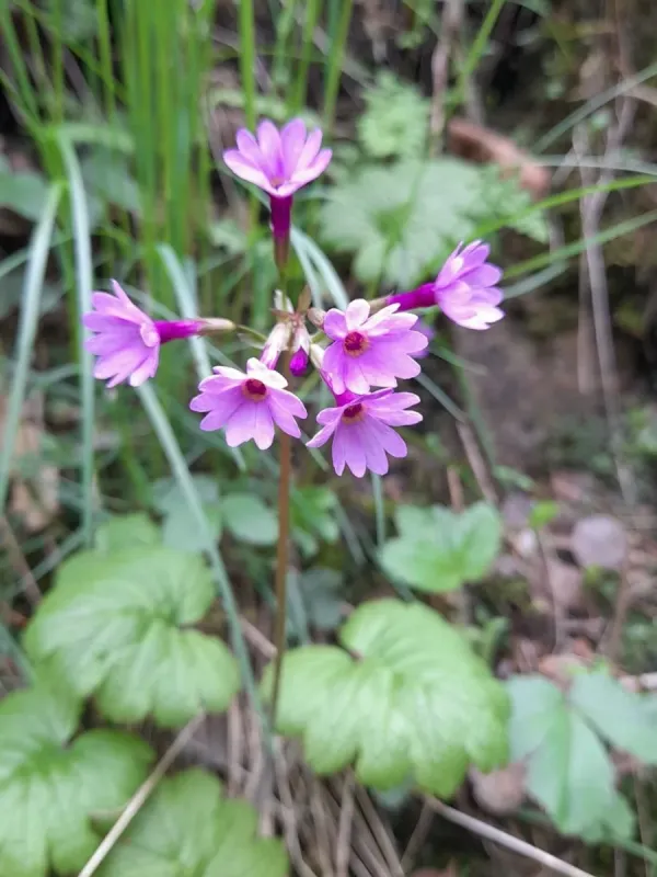 Kaufmann primrose
