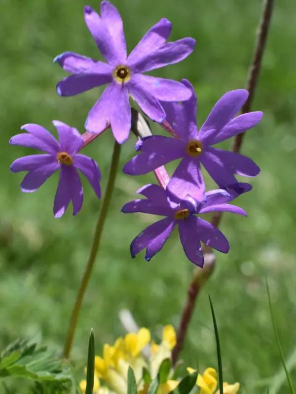 Haller's Primrose