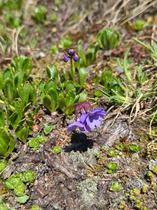 Sticky primrose