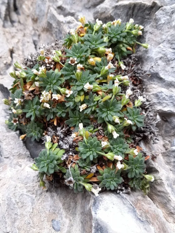 Cylindrical Rock Jasmine