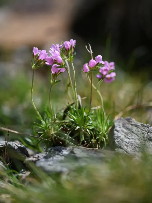 Androsace halleri