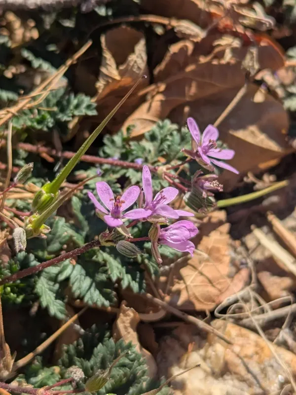 Common stork's-bill