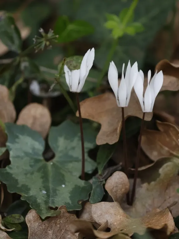Cretan cyclamen