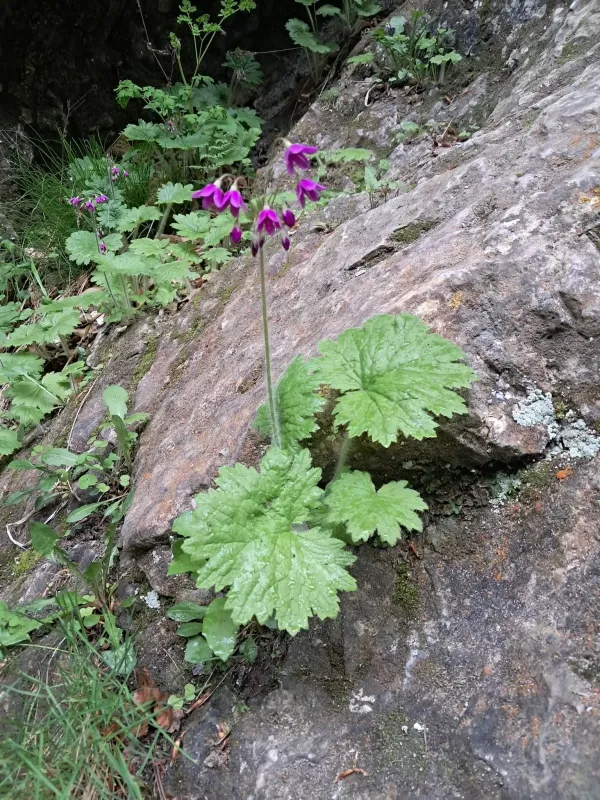 Primula matthioli