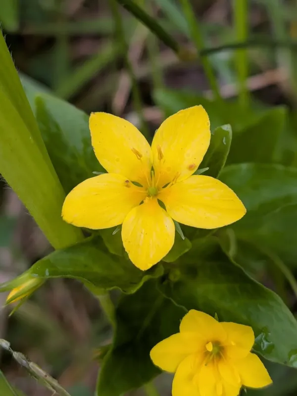 Lysimachia azorica