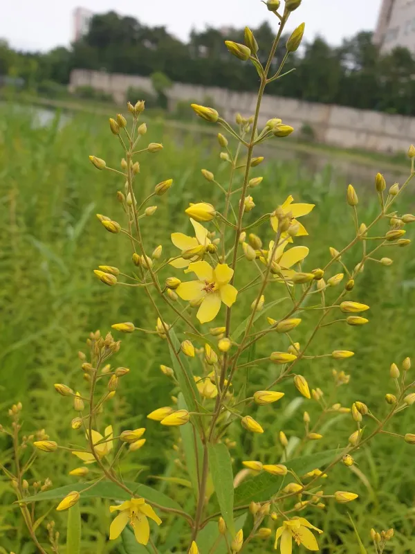 Dahurian loosestrife