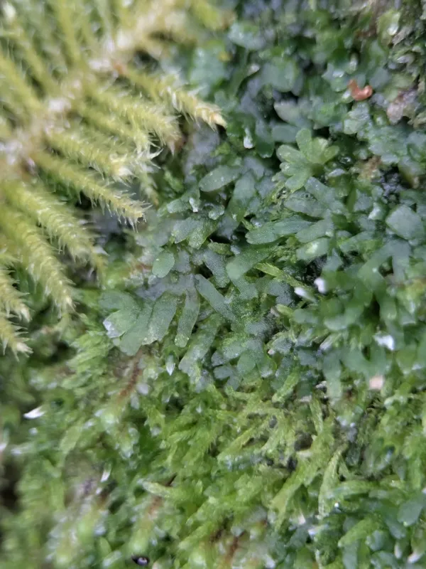 Riccardia latifrons