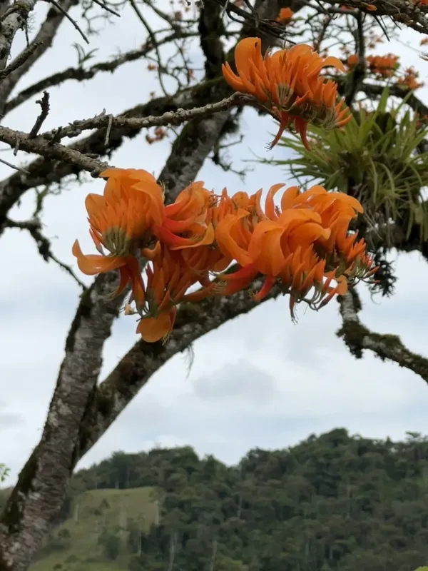 Erythrina poeppigiana