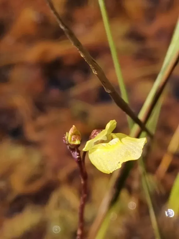 Bremi's bladderwort