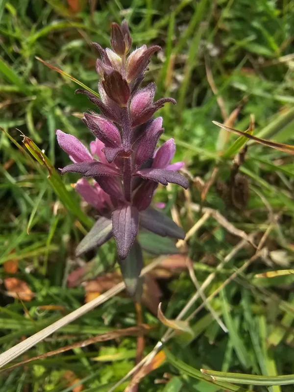 Odontites litoralis