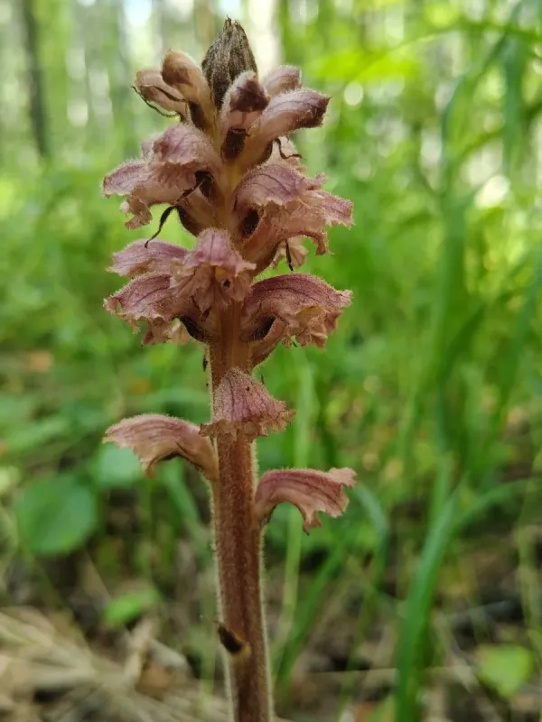 Alsatian broomrape