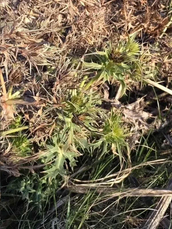 Field eryngo