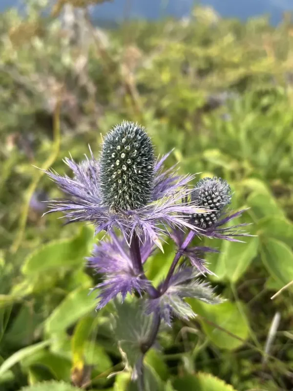 Alpine sea holly