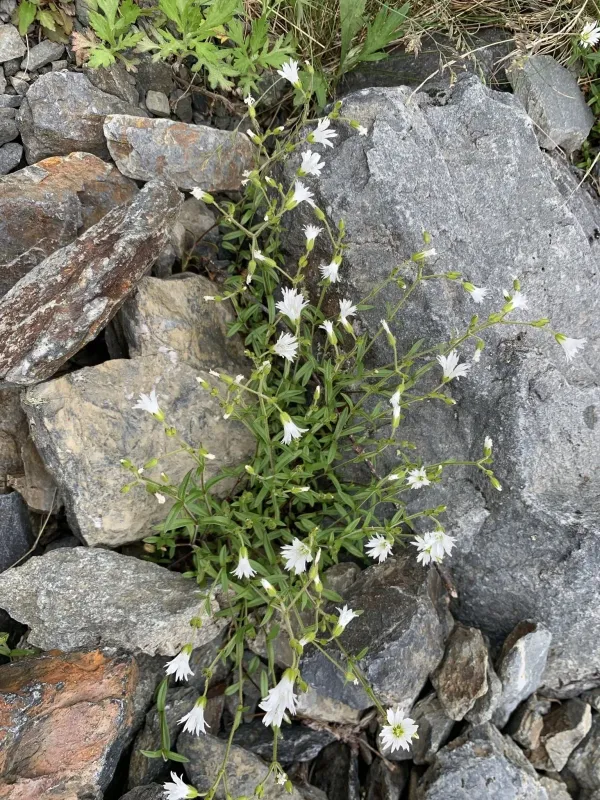 Cerastium schizopetalum