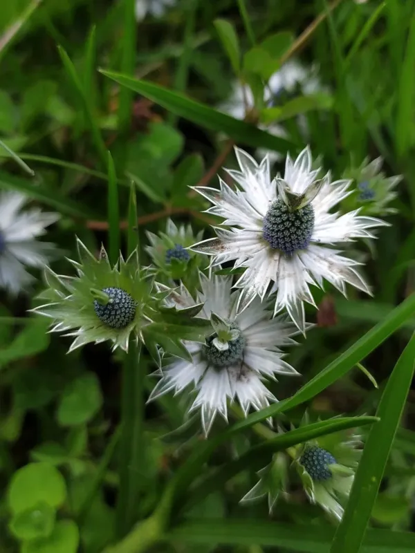 Eryngium carlinae