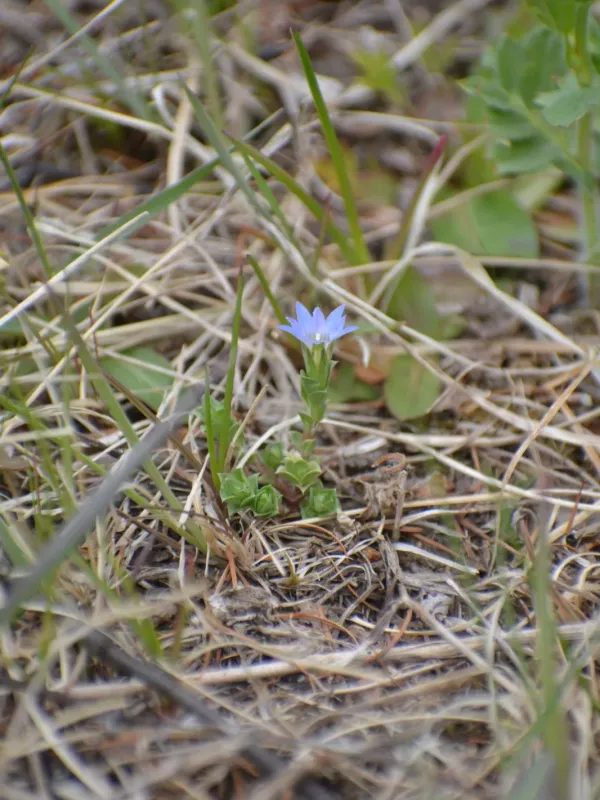 Gentiana squarrosa