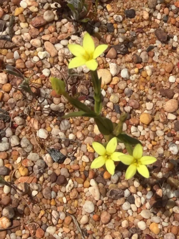 Sea centaury