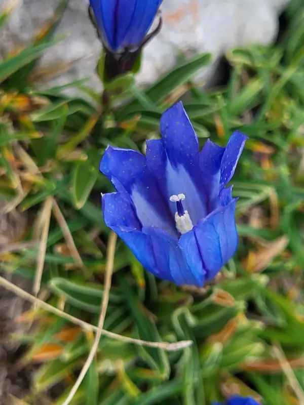 Froelich's gentian