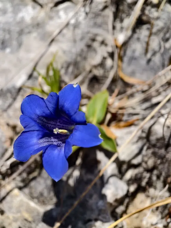 Clusius gentian