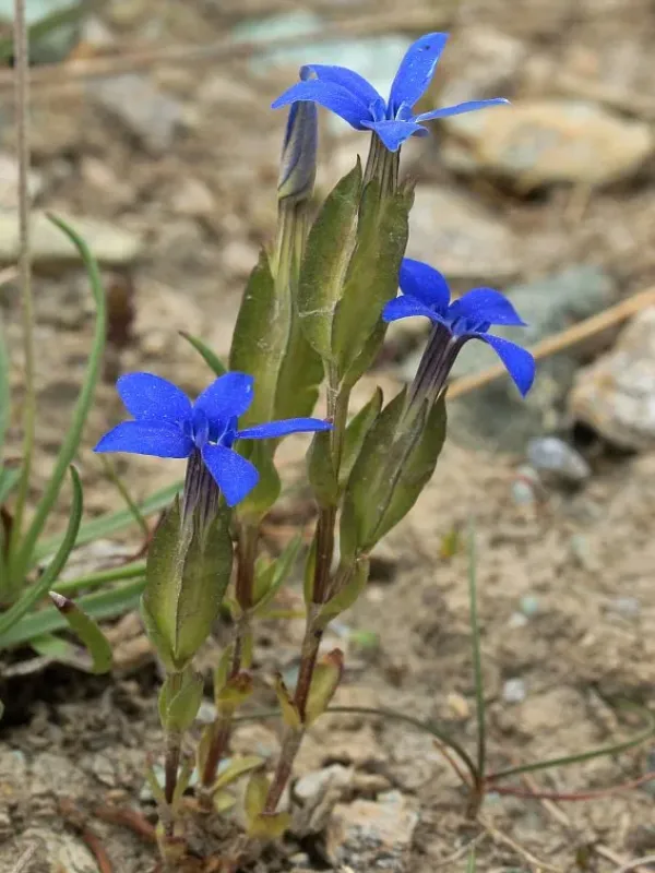 Gentiana utriculosa