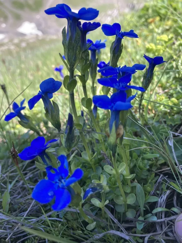 Bavarian gentian