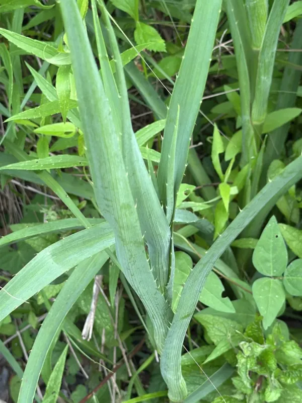 Rattlesnake Master