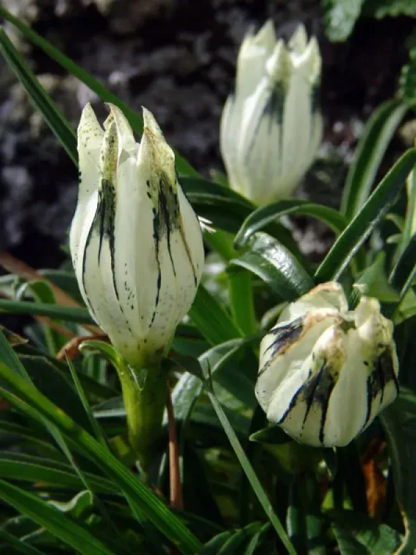 Gentiana algida