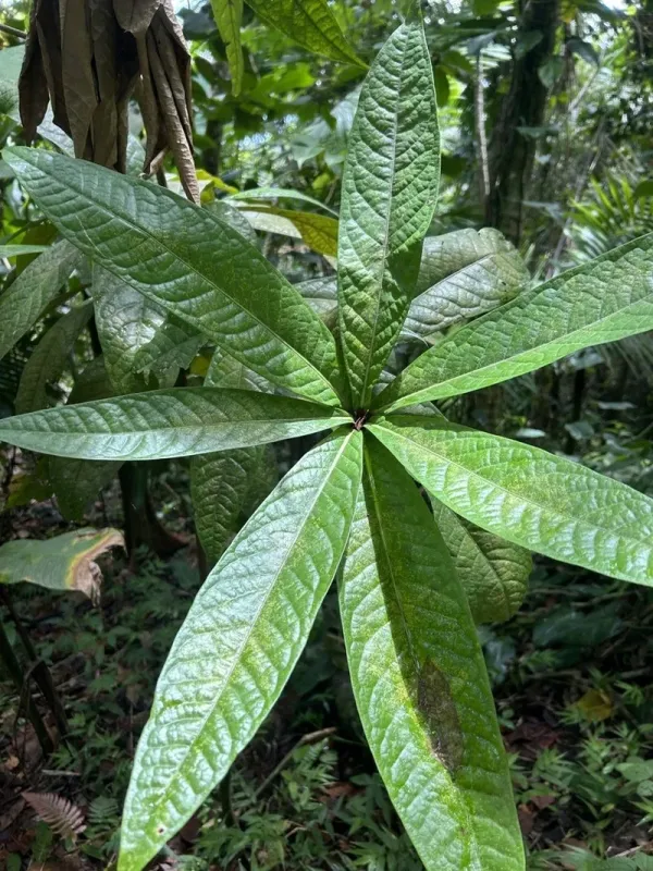 Aniba bracteata