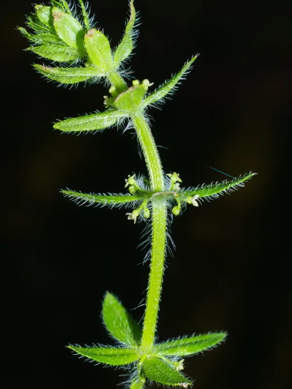 Piedmont crosswort