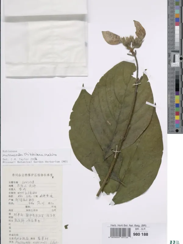 Mussaenda shikokiana