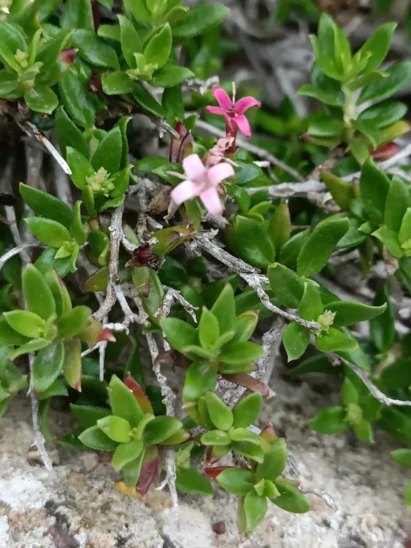 Putoria calabrica