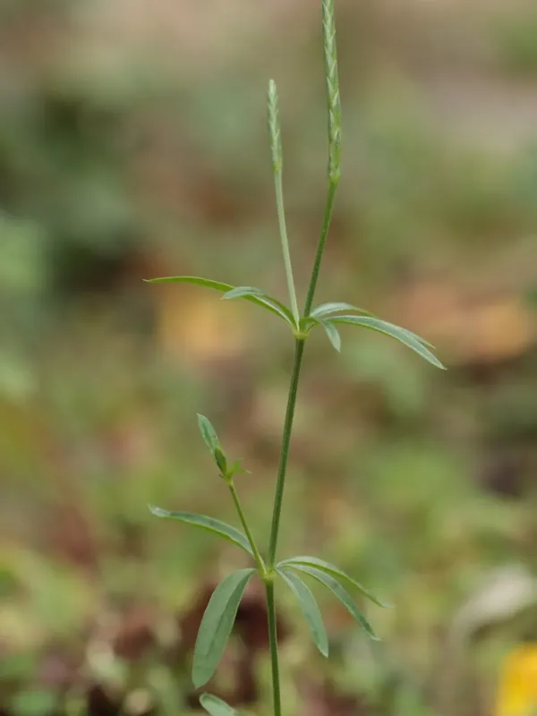 Crucianella latifolia